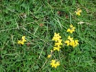 Fleurs des prairies humides de bord de Sane